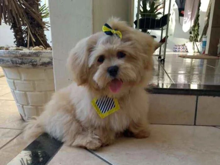 Cachorro ra a Lhasa apso idade 7 a 11 meses nome Mingau
