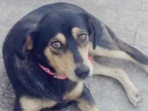 Cachorro raça SRD idade 7 a 11 meses nome Sem nome