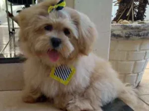 Cachorro raça Lhasa apso idade 7 a 11 meses nome Mingau