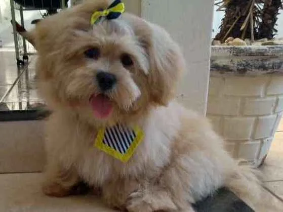 Cachorro ra a Lhasa apso idade 7 a 11 meses nome Mingau