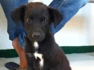 Cachorro raça Vira lata idade 2 a 6 meses nome Leo