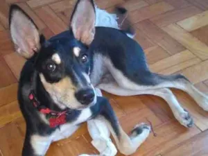 Cachorro raça Vira-lata idade 7 a 11 meses nome Lucky
