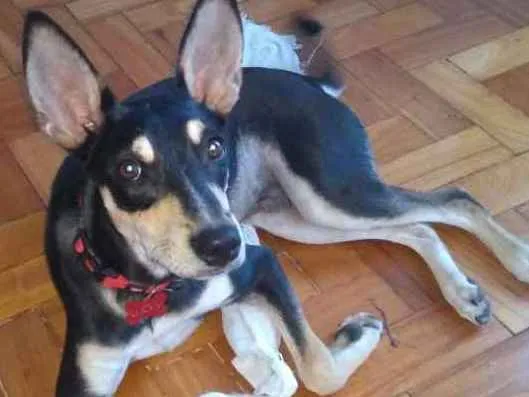 Cachorro ra a Vira-lata idade 7 a 11 meses nome Lucky
