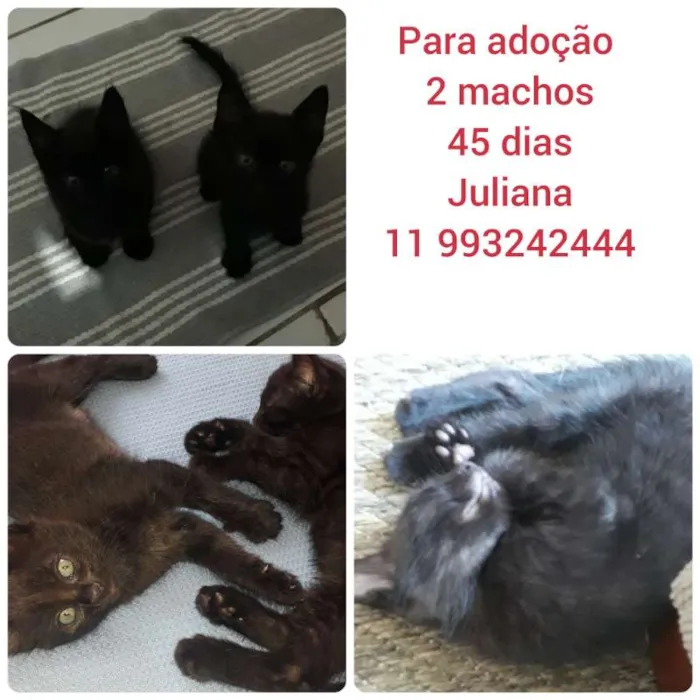 Gato ra a srn idade Abaixo de 2 meses nome Filhotes
