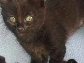Gato ra a srn idade Abaixo de 2 meses nome Filhotes