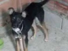 Cachorro raça Vira lata idade 1 ano nome Doli
