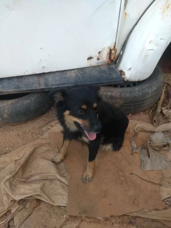 Cachorro ra a Vira lata idade 3 anos nome Amora