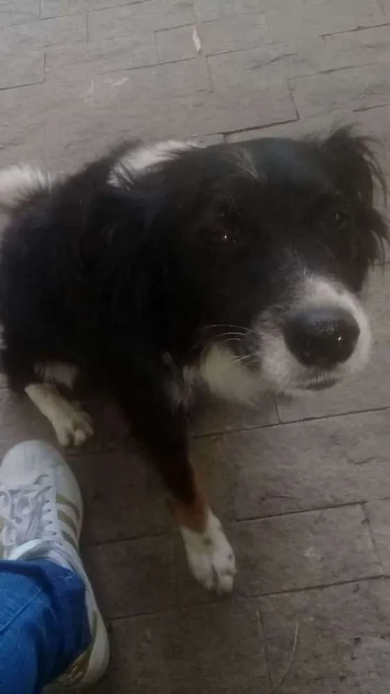 Cachorro raça Border collier idade 1 ano nome Marley