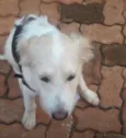 Luan 