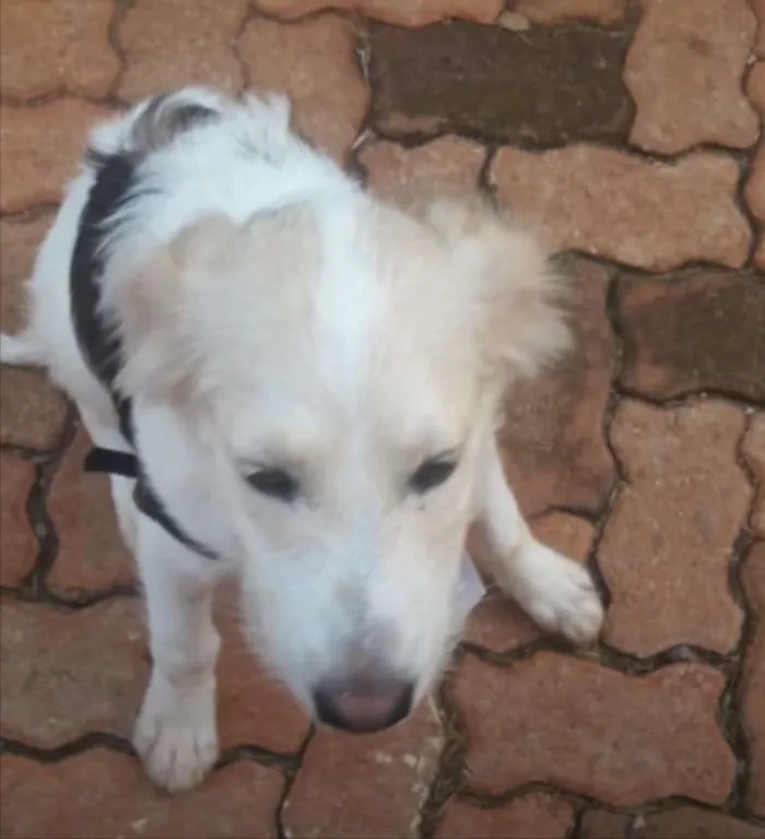 Cachorro ra a SRD idade 2 a 6 meses nome Luan 