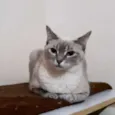 Doçura 
