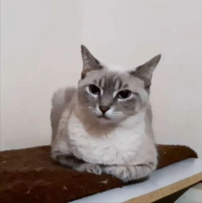 Gato ra a SRD idade 3 anos nome Doçura 