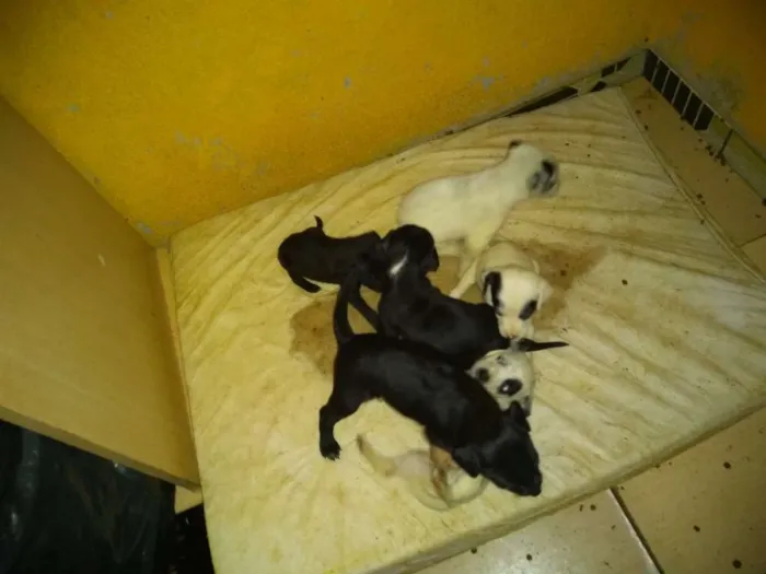Cachorro ra a Misturado viralata e dálmata idade Abaixo de 2 meses nome 6 filhote de cachorr