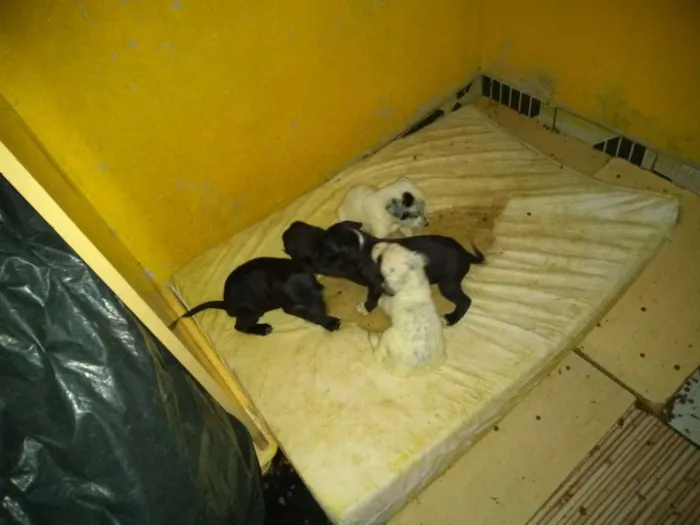 Cachorro ra a Misturado viralata e dálmata idade Abaixo de 2 meses nome 6 filhote de cachorr