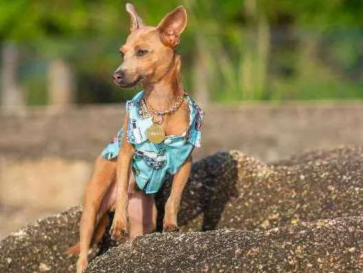 Cachorro ra a Mix Pinscher idade 2 anos nome Coxinha