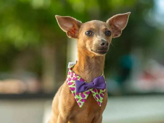 Cachorro ra a Mix Pinscher idade 2 anos nome Coxinha