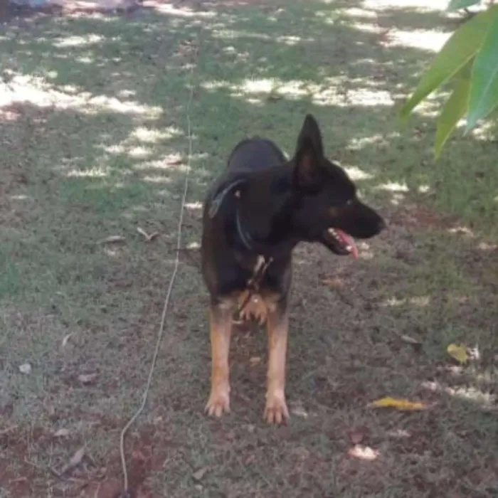 Cachorro ra a Pastor alemão  idade 7 a 11 meses nome Fred