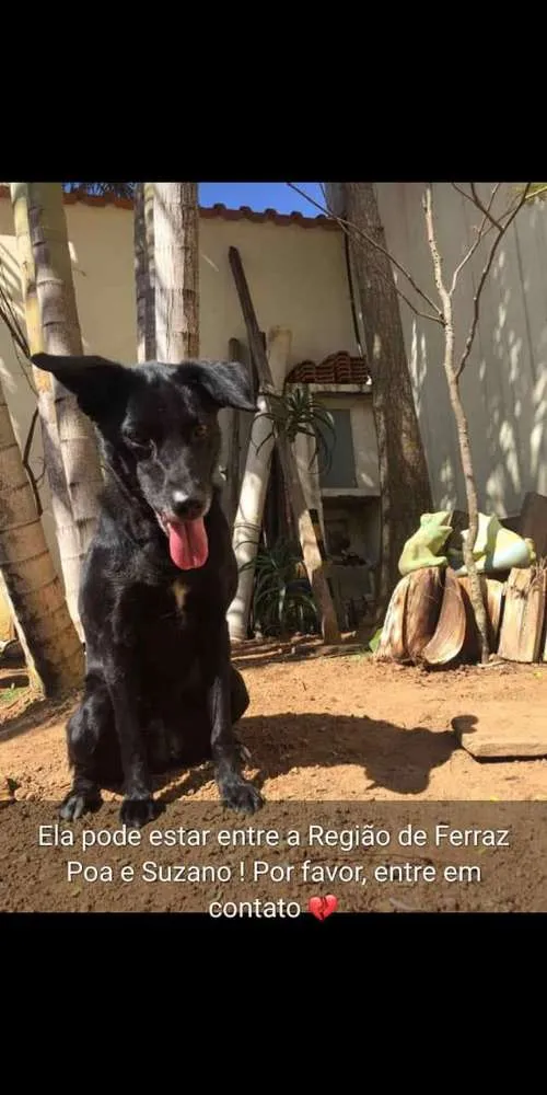 Cachorro raça Labralata idade 6 ou mais anos nome iuly