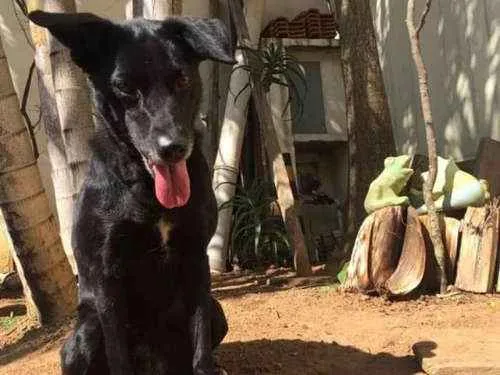 Cachorro raça Labralata idade 6 ou mais anos nome iuly