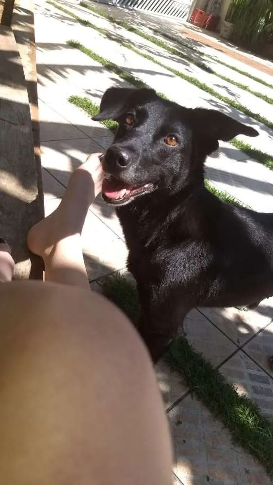 Cachorro raça Labralata idade 6 ou mais anos nome iuly
