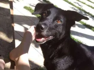 Cachorro raça Labralata idade 6 ou mais anos nome iuly