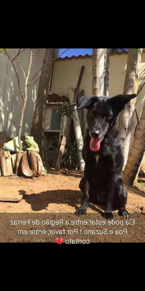 Cachorro raça Labralata idade 6 ou mais anos nome iuly