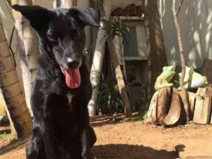 Cachorro raça Labralata idade 6 ou mais anos nome iuly