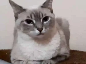 Gato raça SRD idade 3 anos nome Doçura 