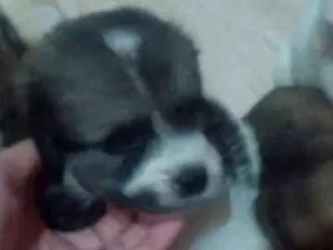 Cachorro raça Não tem uma raça certa idade Abaixo de 2 meses nome 9 filhotes 