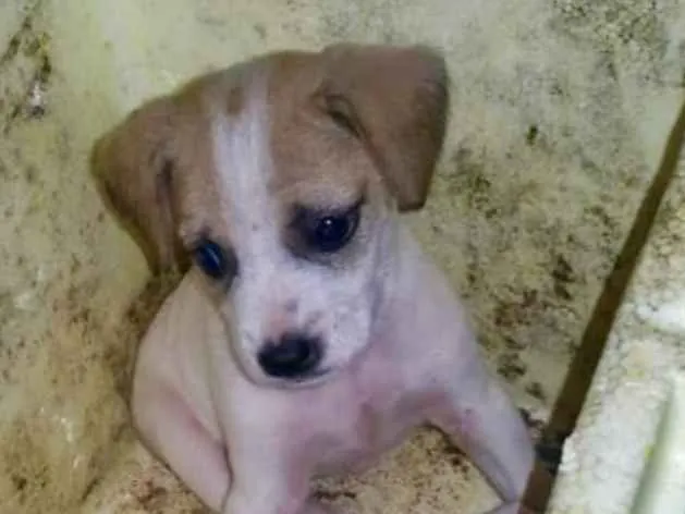 Cachorro ra a SRD  idade 2 a 6 meses nome Nino 