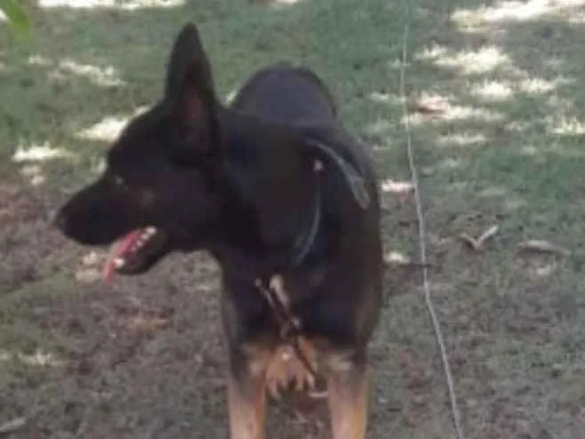 Cachorro ra a Pastor alemão  idade 7 a 11 meses nome Fred