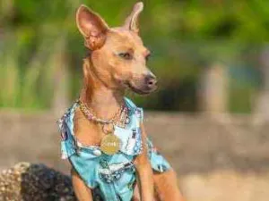 Cachorro raça Mix Pinscher idade 2 anos nome Coxinha