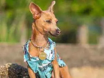 Cachorro ra a Mix Pinscher idade 2 anos nome Coxinha