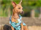 Cachorro raça Mix Pinscher idade 2 anos nome Coxinha