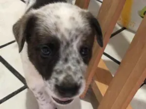 Cachorro raça  idade 2 a 6 meses nome Não tem 