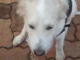 Luan 