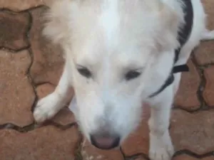 Cachorro raça SRD idade 2 a 6 meses nome Luan 