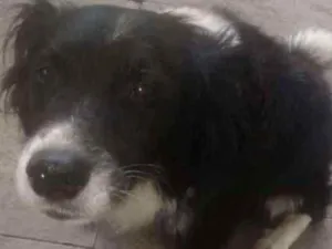 Cachorro raça Border collier idade 1 ano nome Marley