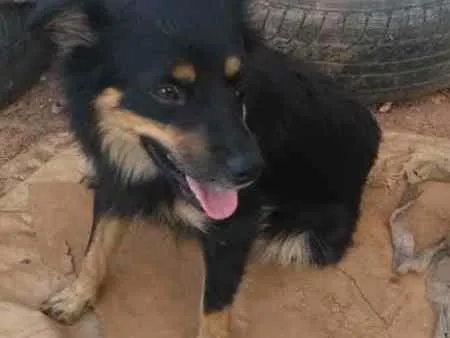 Cachorro ra a Vira lata idade 3 anos nome Amora