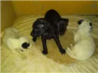 Cachorro raça Misturado viralata e dálmata idade Abaixo de 2 meses nome 6 filhote de cachorr