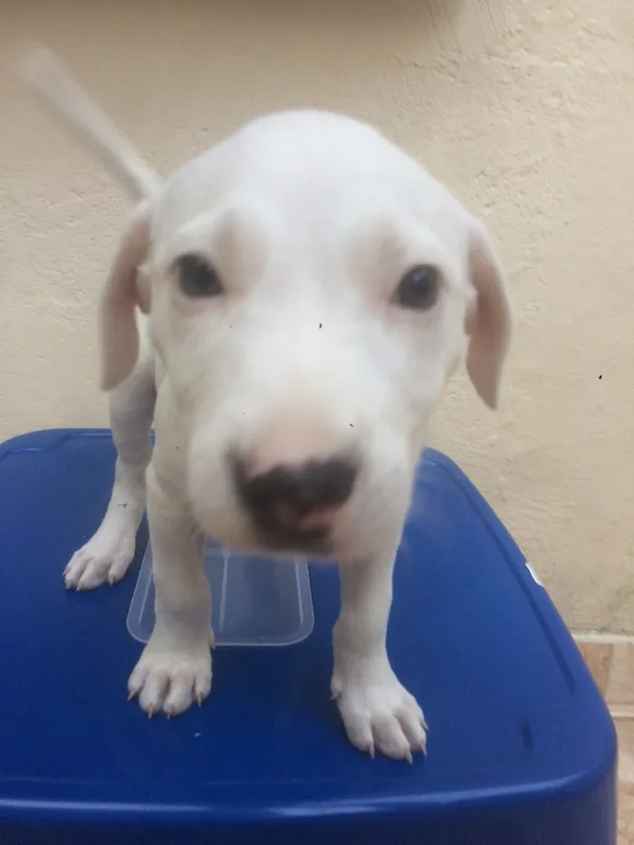 Cachorro ra a Indefinida idade Abaixo de 2 meses nome Batman