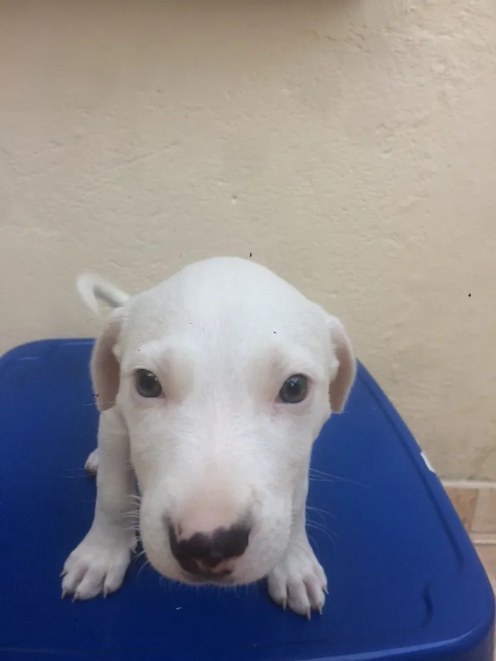 Cachorro ra a Indefinida idade Abaixo de 2 meses nome Batman