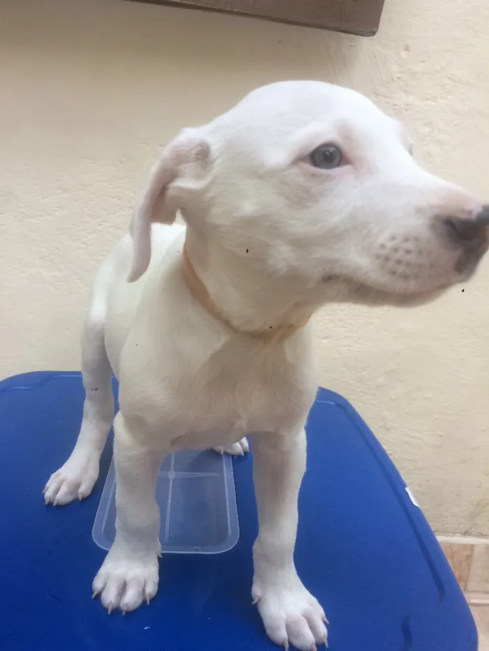 Cachorro ra a Indefinida idade Abaixo de 2 meses nome Batman
