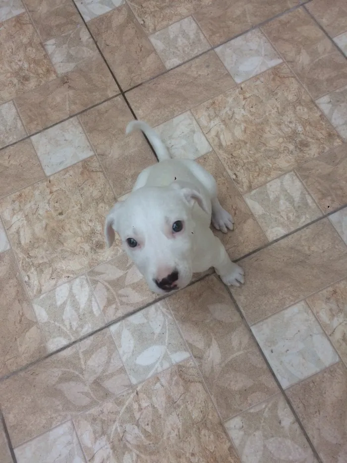 Cachorro ra a Indefinida idade Abaixo de 2 meses nome Batman