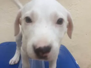 Cachorro raça Indefinida idade Abaixo de 2 meses nome Batman