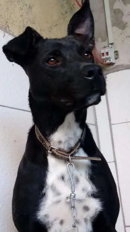 Cachorro ra a mestica pit bull idade 1 ano nome House