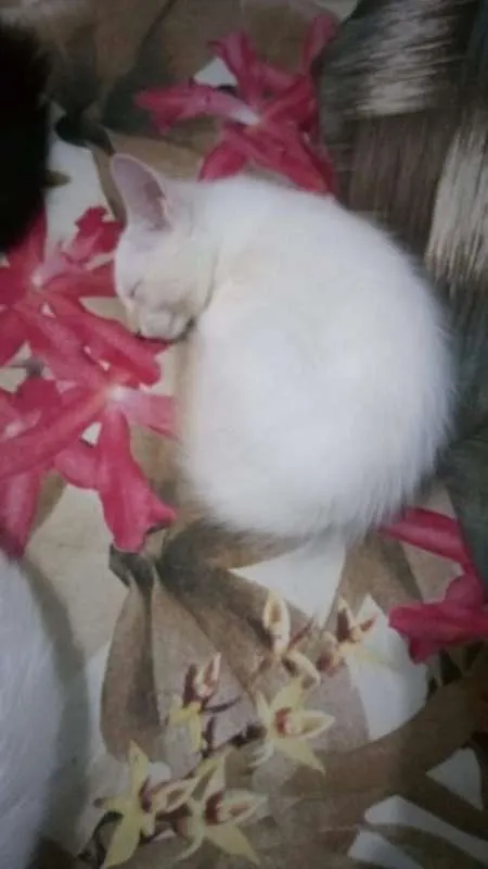 Gato ra a srd idade 2 a 6 meses nome isaac