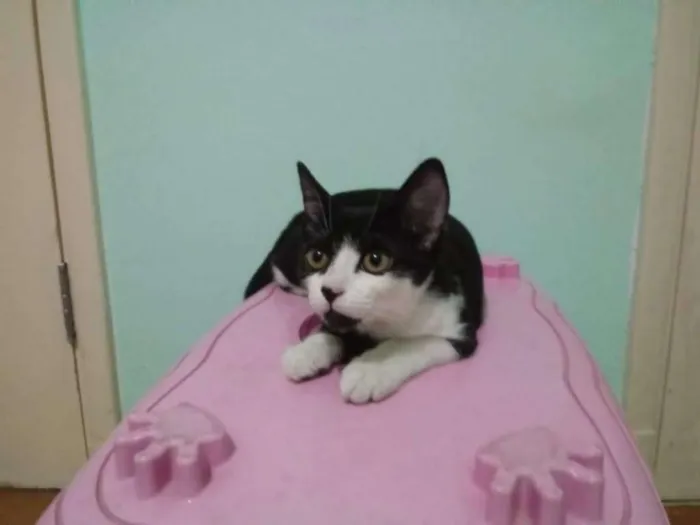 Gato ra a srd idade 2 a 6 meses nome isaac