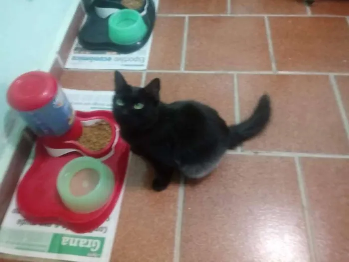 Gato ra a srd idade 2 a 6 meses nome isaac