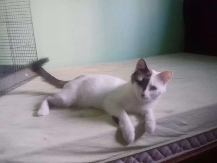 Gato ra a srd idade 2 a 6 meses nome isaac